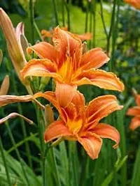 Flower bulb | day lily flower bulb Fresh Healthy flower Bulbs for home Garden for all season flower bulb - pack of 5 mixed colour-thumb1