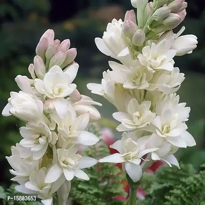 PLANTOGALLERY Flower Bulb | Hybrid Tuberose Flower Rajnigandha Fragrant Popular Flower Polianthes Bulb (pack of 50 bulbs)