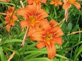 day lily flower bulb for all season flower bulb summer flower bulb (pack of 20) orange color-thumb2