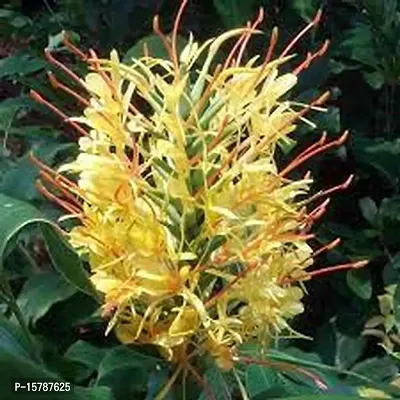 Hedychium flower bulb for home garden for summer flower bulb (pack of 20) yellow colour