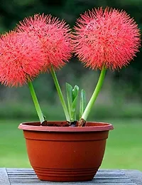 Udanta Seeds Multicolor Special Flower Bulbs Combination For Home Gardening and Pots (Football Lily 10 Bulbs Pack)-thumb2