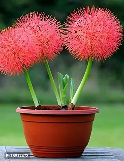 Udanta Seeds Multicolor Special Flower Bulbs Combination For Home Gardening and Pots (Football Lily 10 Bulbs Pack)-thumb3