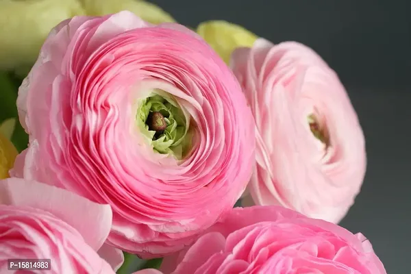 Ranunculus / Buttercups | Flower Bulb | Elegant Flower Bulb |Pack of 4 Bulbs | By Plantogallery? (Pink)-thumb4