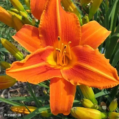 day lily flower bulb for all season flower bulb summer flower bulb (pack of 20) orange color