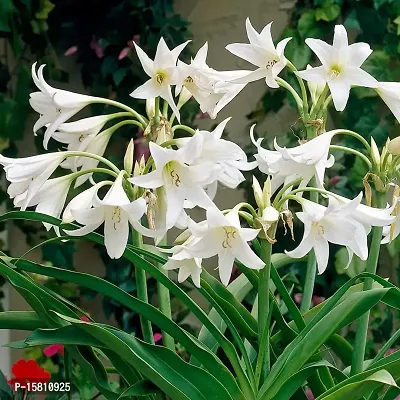 LIVE GREEN Aromatic Crinum Lily Double Large Flower Bulb - Pack of 5 Bulbs