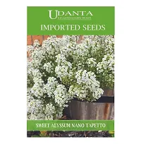 Udanta Sweet Alyssum - Alisso Nano Tappeto Neve White Imported Flower Seeds-thumb1