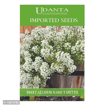 Udanta Sweet Alyssum - Alisso Nano Tappeto Neve White Imported Flower Seeds-thumb2