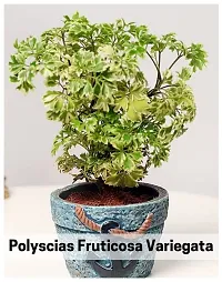 Udanta Aralia Minature Variegated Live Plant Best For Indoor Or Outdoor Plant-thumb2