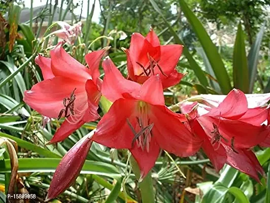 LIVE GREEN Aromatic Flower Crinum Lily Double (Large Bulb) - Pack of 2