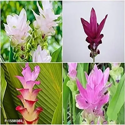 curcuma flower bulb most beautiful colour flower bulb for home garden for all season flower bulb- pack of 10 mixed colour