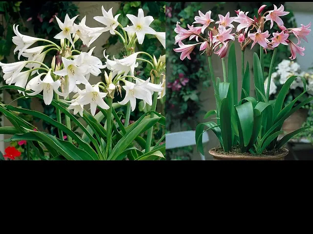 Flower Bulbs |Crinum Lily |Mixed Colour |100% Germination Rate | Suitable for Indian Climate | Grow All Season Flower Bulbs | for Pot & Home Garden | Pack of 3 Bulbs By Live green