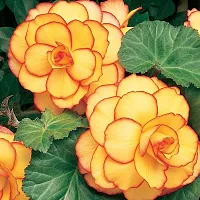 Plantogallery? Exotic Flower Bullbs | Begonia Tuberous Imported Flower Bulbs For Home Gardening and Hanging Basket (2 bulbs Yellow Red)-thumb1