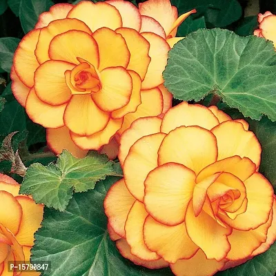 Plantogallery? Exotic Flower Bullbs | Begonia Tuberous Imported Flower Bulbs For Home Gardening and Hanging Basket (2 bulbs Yellow Red)-thumb2