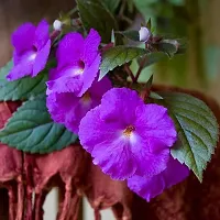 Achimenes Flower Bulbs Pack Of 8 Bulbs By Live Green ( Purple )-thumb1