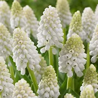 Plantogallery? Flower Bulbs |Muscari ?Siberian Tiger? Exotic Bulbs For Home Gardening - (Pack Of 10 Bulbs)-thumb3