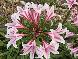 LIVE GREEN Aromatic Crinum Lily Double Large Flower Bulb - Pack of 5 Bulbs-thumb1