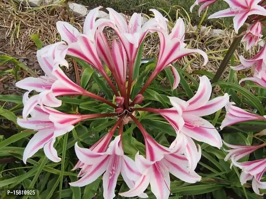 LIVE GREEN Aromatic Crinum Lily Double Large Flower Bulb - Pack of 5 Bulbs-thumb2