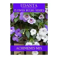 Udanta Achimenes Multicolor Flower Bulbs - Pack Of 10 Bulbs (Set OF 5 Pkt)-thumb1