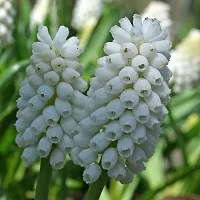 Plantogallery? Flower Bulbs |Muscari ?Siberian Tiger? Exotic Bulbs For Home Gardening - (Pack Of 10 Bulbs)-thumb1