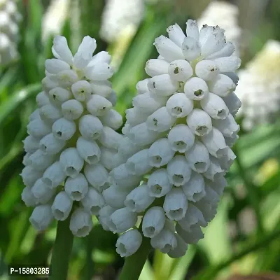 Plantogallery? Flower Bulbs |Muscari ?Siberian Tiger? Exotic Bulbs For Home Gardening - (Pack Of 10 Bulbs)-thumb2