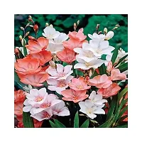 Tritonia | Fresh  healthy flower bulb | Pack of 10 bulbs | by Plantogallery?-thumb1