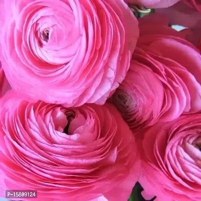 Ranunculus / Buttercups | Gorgeous Flower Bulb |For Balcony | Pack of 5 Bulbs | By Plantogallery? (Pink)-thumb3