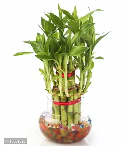 Udanta 2 Layer Good Luck Bamboo Plant For Living Room