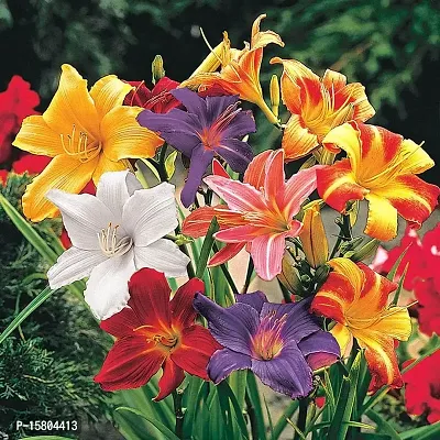 Flower bulb | day lily flower bulb Fresh Healthy flower Bulbs for home Garden for all season flower bulb - pack of 5 mixed colour