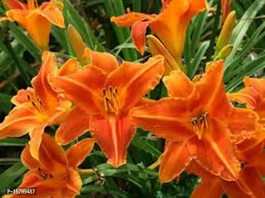 day lily flower bulb for all season flower bulb summer flower bulb (pack of 20) orange color