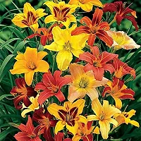 Flower bulb | day lily flower bulb Fresh Healthy flower Bulbs for home Garden for all season flower bulb - pack of 5 mixed colour-thumb2