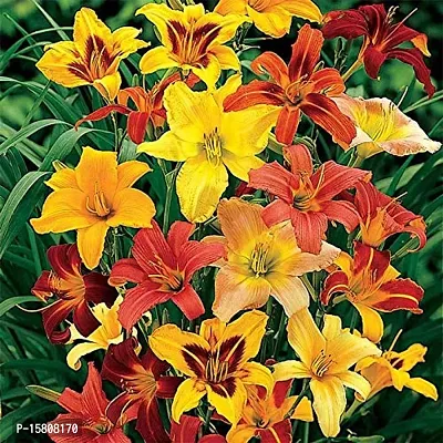 Flower bulb | day lily flower bulb Fresh Healthy flower Bulbs for home Garden for all season flower bulb - pack of 5 mixed colour-thumb3