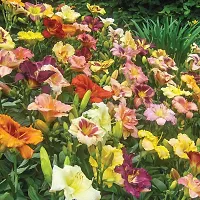 Flower bulb | day lily flower bulb Fresh Healthy flower Bulbs for home Garden for all season flower bulb - pack of 5 mixed colour-thumb4