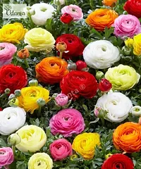 Udanta ? Udanta ? I Ranunculus / Buttercups | Flower Bulb | Elegant Flower Bulb |Pack of 5 Bulbs | Multicolor-thumb2