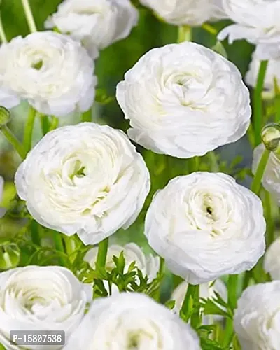 Ranunculus / Buttercups | Flower Bulb | for Winter Season | Pack of 5 Bulbs | By Plantogallery? (White)-thumb3