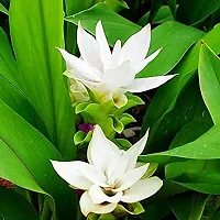 Udanta Seeds Curcuma White Flower Bulbs Pack Of 4 For Summer Season-thumb2