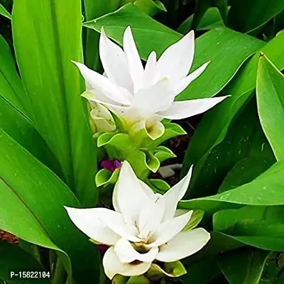 Udanta Seeds Curcuma White Flower Bulbs Pack Of 4 For Summer Season-thumb3