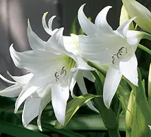 LIVE GREEN Aromatic Crinum Lily Double Large Flower Bulb - Pack of 5 Bulbs-thumb4