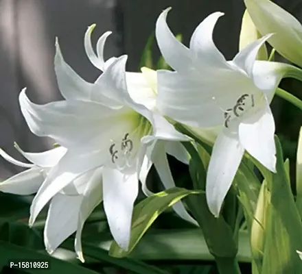 LIVE GREEN Aromatic Crinum Lily Double Large Flower Bulb - Pack of 5 Bulbs-thumb5