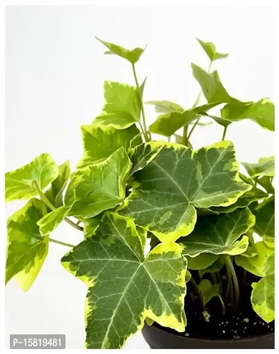 Udanta English Ivy Variegated Evergreen Climbing Plant For Home Garden With Pot