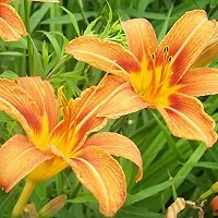 day lily flower bulb for all season flower bulb summer flower bulb (pack of 20) orange color-thumb1