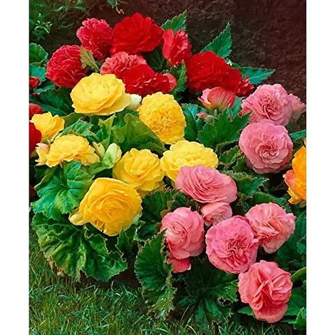 Plantogallery? Exotic Flower Bullbs | Begonia Tuberous Imported Flower Bulbs For Home Gardening and Hanging Basket (10 bulbs Multi-color)