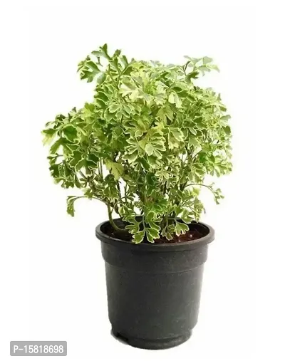 Udanta Aralia Minature Variegated Live Plant Best For Indoor Or Outdoor Plant