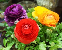 5 PCS Mix Ranunculus Bulbs-thumb4