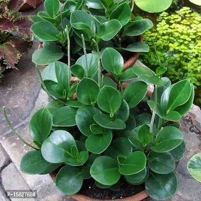 Udanta Peperomia Magnoliifolia Live Indoor Plant For Gifting