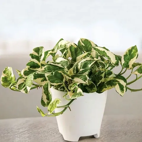White Pathos Money Plant For Home D?cor Fresh & Healthy Plant With nursery Pot Provide By PLANTOGALLERY