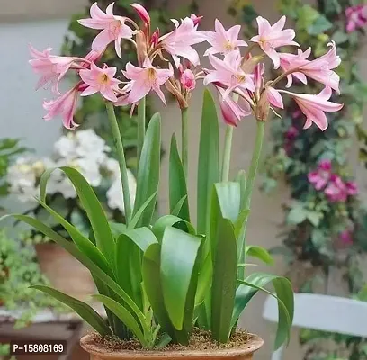 LIVE GREEN Aromatic Flower Crinum Pink Large Bulb Lily-Pack of 5 Bulbs