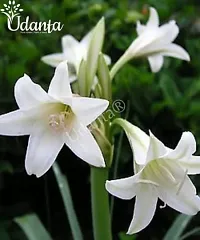 Crinum Lily White Flower Bulb Pack Of 1 bulb-thumb1