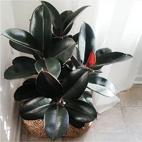 PLANTOGALLERY Attractive Rubber Plant for Home D?cor All Season Plant Fresh and Healthy Plant Provide
