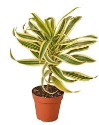 Udanta Dracaena Reflexa - Song Of India Indoor And Ourdoor Plant With Pot-thumb1