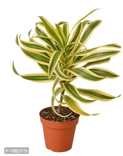 Udanta Dracaena Reflexa - Song Of India Indoor And Ourdoor Plant With Pot-thumb2